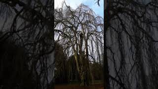 Weeping beech tree inspection - part 1