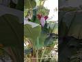 🍌# 🌿🌿# Banana#fruiting#agriculture#farming#horticulture#shortsvideo