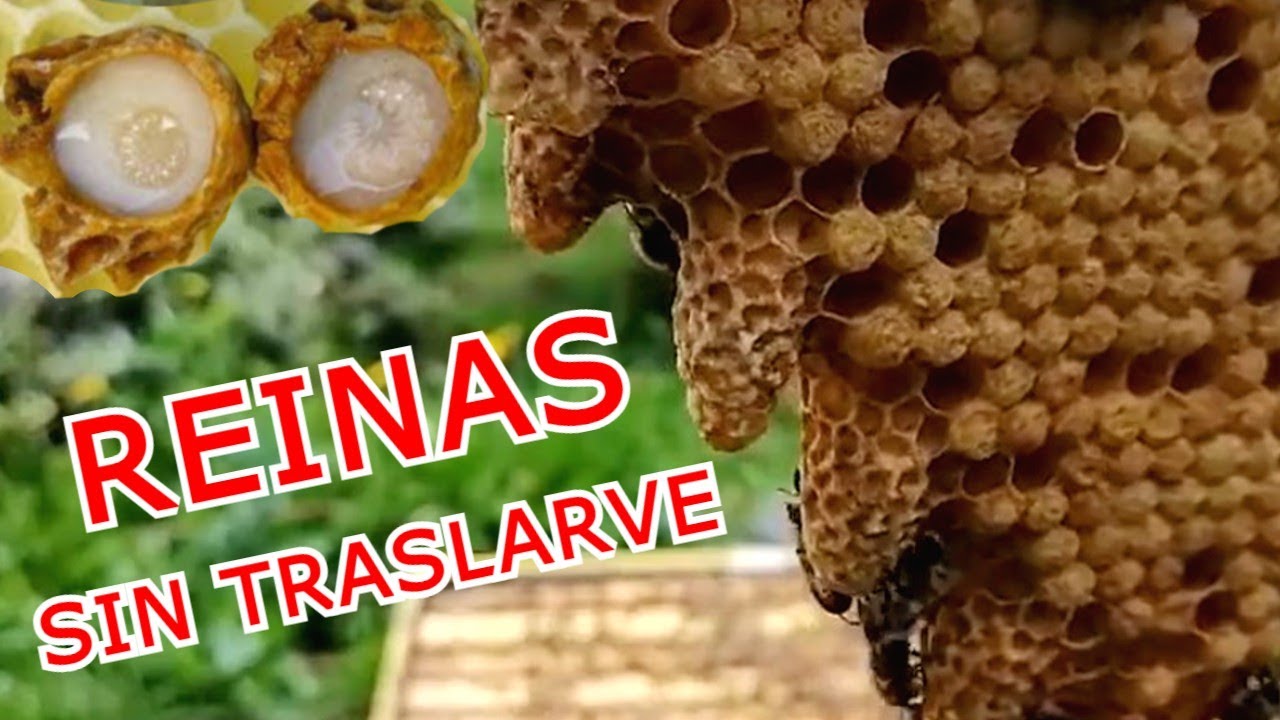 CRIA de REINAS CERO GASTOS 💲💰💲 Método Miller