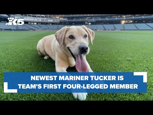 Mariners 'hit a home run' with addition of Tucker, their new clubhouse dog