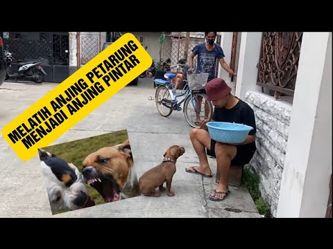 Video: Cara Melatih Anak Anjing Pit bull