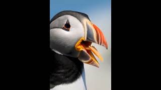 Atlantic puffin closeup on an island off the coast of Maine️Wild Life 49 #shortvideo