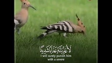 وَتَفَقَّدَ ٱلطَّیۡرَ فَقَالَ مَا لِیَ لَاۤ أَرَى ٱلۡهُدۡهُدَ | سورة النمل |الشيخ عبدالباسط عبدالصمد