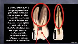 #01 Aula 1 Anatomia dentaria para endodontia