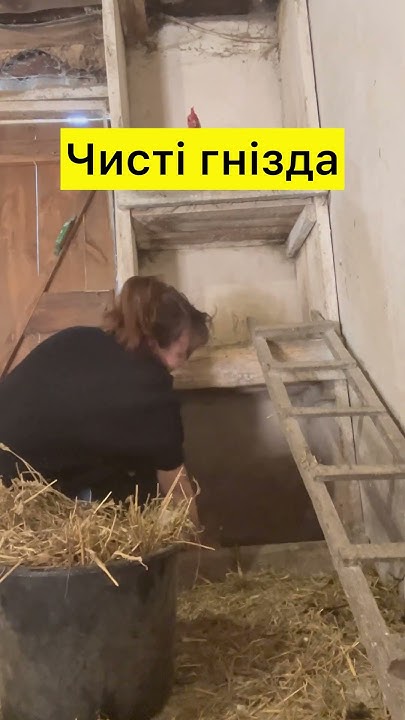 Чисті гнізда #кури #курчата #курник - YouTube