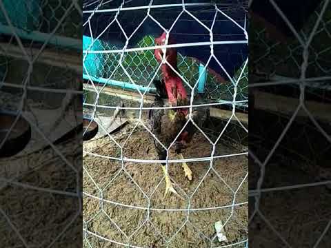 Ae xem thu con nay duoc hk vay ga 9thag ga duoi chich choe