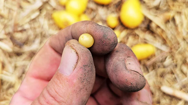 How MUCH Can You GROW with a Handful of TINY Potatoes? - DayDayNews
