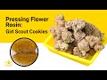 Weed strains: Marijuana marketing - spin or science? - YouTube