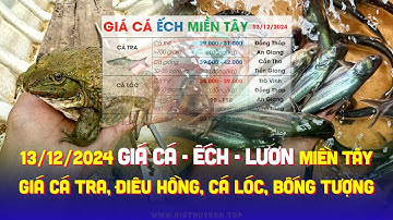 ✅ Giá Cá Ếch #ĐBSCL 13/12/2024 ↗️ Giá Cá Tra, Điêu Hồng, Lóc, Chình, Bống Tượng & Giá Lươn Miền Tây