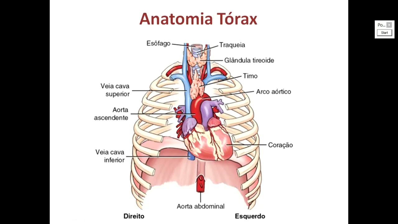 Revisão anatômica do tórax adulto.