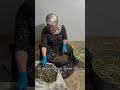 Сезон черемши домашнеехозяйство жизньвдеревне вкуснаяеда черемша 