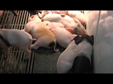 Pork Production... from Farm to Fork