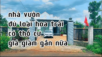 không gồng nỗi lãi ngân hàng chị thuỳ giảm gần nữa giá để bán nhanh nhà vườn đủ loại trái cây