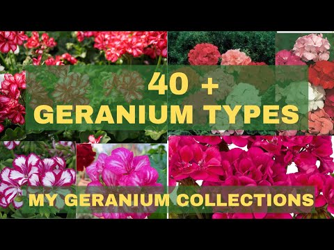 ቪዲዮ: የትኞቹ geraniums በጥላ ውስጥ ይበቅላሉ?