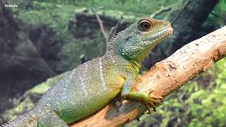 lizard animal sound       صوت حيوان الضب