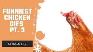 Funniest Chicken GIFS Pt. 3