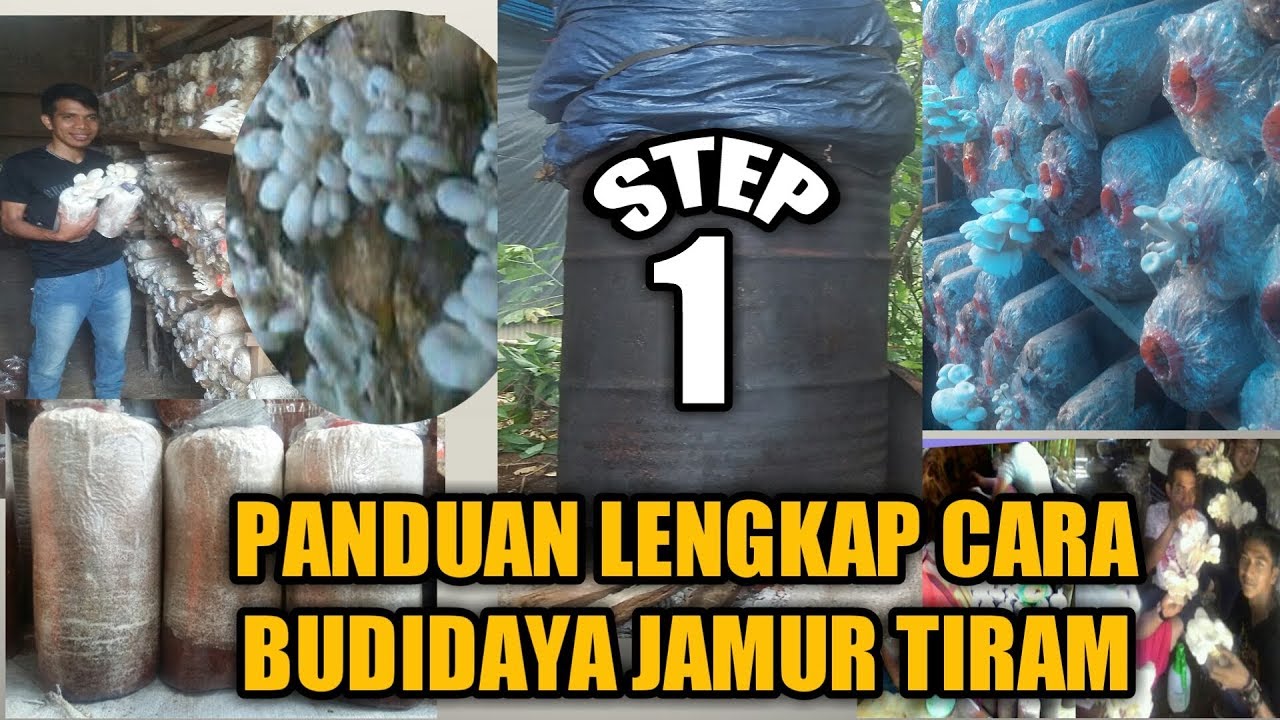 Panduan Lengkap Cara Budidaya Jamur Tiram (Step 1) Oyster Mushroom