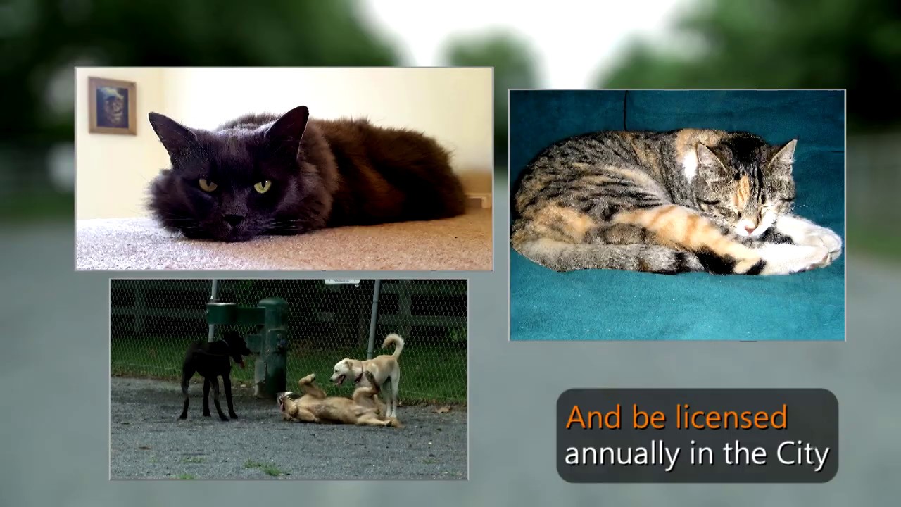 Pet Licensing