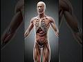 what happens if you diet Wrong dieting Wrong? inside body effects