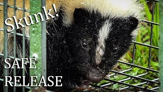 How to Trap a Skunk and How to Automatically Release one from the Trap, BEST Bait & Trap System.