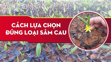 Chuyên gia tư vấn cách phân biệt sâm cau và cây bồng bồng