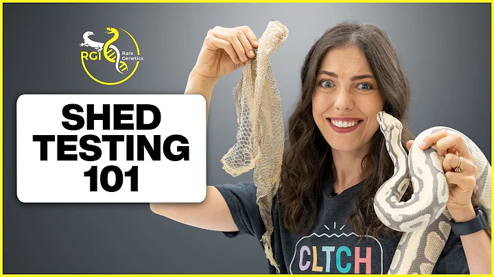 How To Shed Test Ball Pythons — Step By Step! | Hetflix #205