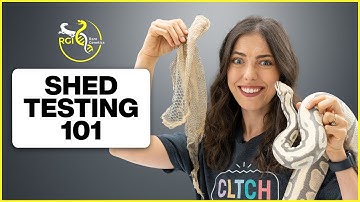 How To Shed Test Ball Pythons — Step By Step! | Hetflix #205