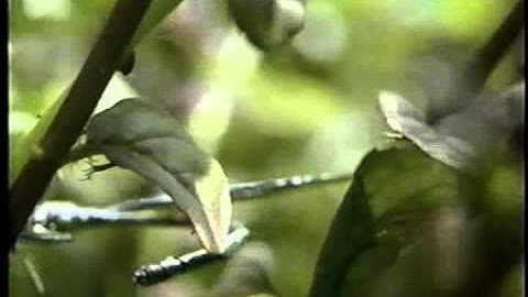 Two Worlds of Dragonflies - Damselfly mating behavior and sperm removal.  Part 2.