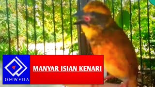 Download Burung Manyar Isian Kenari, Gereja Dan Kacer, Cocok Sebagai Masteran Burung Kica Video MP3 Burung Manyar Isian Kenari, Gereja Dan Kacer, Cocok Sebagai Masteran Burung Kica
