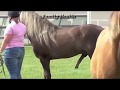 A Beautiful Naughty Horse in a Horse Show HorseFacts HorseTraining