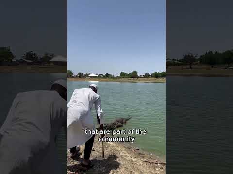 Paga Crocodile Pond Northern Ghana Ghana Travel Northernghana Crocodiles