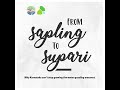 From Sapling to Supari: On the arecanut trail in semi-arid Karnataka