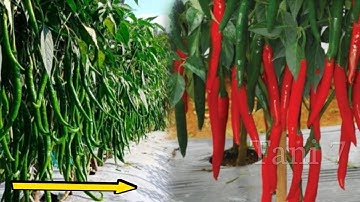 Cabe Anda Tidak Akan Berhenti Berbuah Setelah Melakukan Metode Ini - Melebatkan Buah Cabe| Tani 7