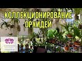 Коллекционирование орхидей