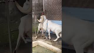 животные секс животных баран коза овца