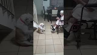 Goofy Dog Dances As Grandma Sings!