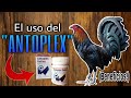 El Uso del ANTOPLEX en los Gallos (Beneficios) - Gallos Finos🐓