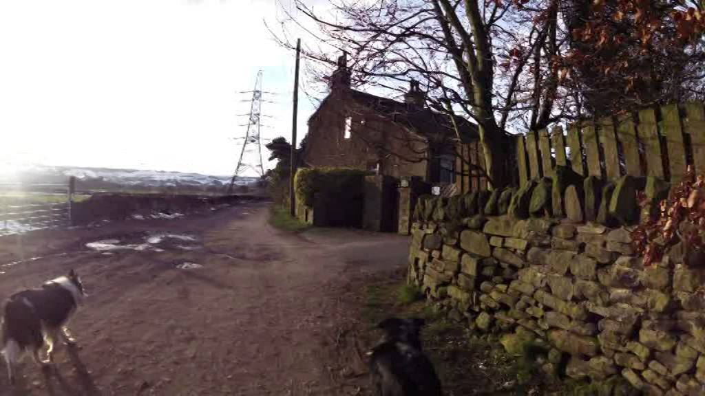 rosie and millie go for a walk 2