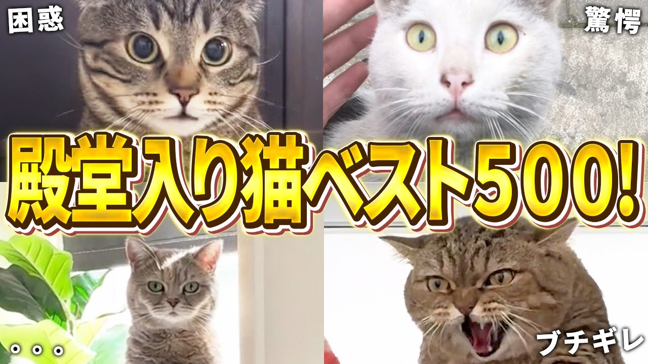 【殿堂入りおもしろ猫2時間スペシャル！】2025年上半期の爆笑ネッコベスト500！（鳴き声、子猫、かわいい）