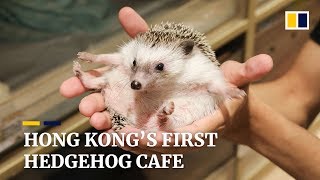 Hong Kong has opened its first hedgehog cafe