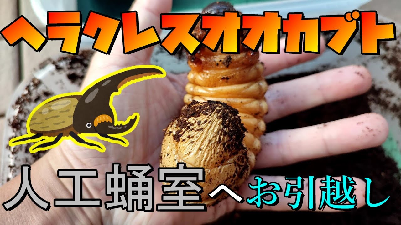ヘラクレスオオカブト、人工蛹室お引越し！