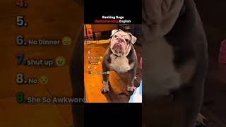 Ranking Funny Dogs #dog #2025 #puppy #cute #fun #funny #shorts #lol