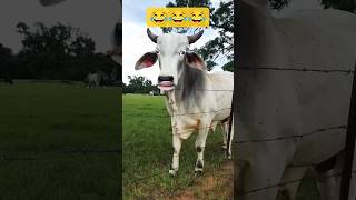 Httpsyoutubecomshortsdaitjfcn3ksip91ex7cfuki cow funny comedy shorts