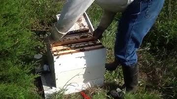 Installing frame of brood on a swarm, to lock down.