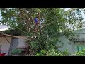 Cưa Cây Sộp Lão Đường Vào Chợ Vĩnh Phú / Sawing Soap Trees On The Way To Vinh Phu Market | Tập 783