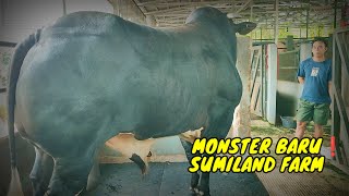 Koleksi Baru Sapi Monster Sumiland Farm