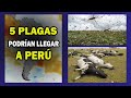 ADVIERTEN PELIGRO DE 5 PLAGAS EN PERU
