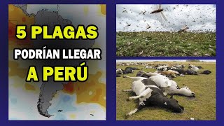 ADVIERTEN PELIGRO DE 5 PLAGAS EN PERU