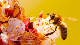 Bees Pollinating Flowers with Birds Chirping.Beautiful Early Spring Flowers and Honey Bees in Nature
