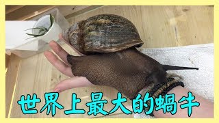 世界上最大的蝸牛，長達30厘米 #Hong Planet 2018